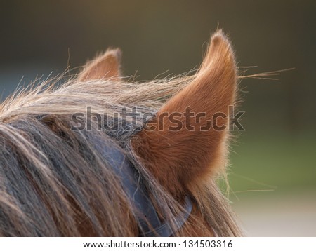 A close up images of the ears of a bay horse.