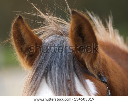 A close up images of the ears of a bay horse.