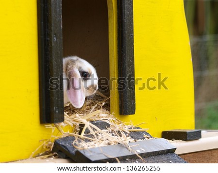 A cute rabbit with floppy ears sits inside its hutch.