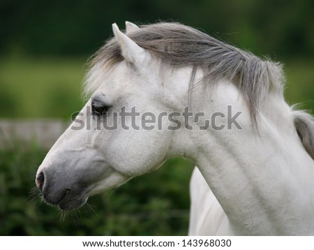 A head shot of a grey Welsh stallion without tack.