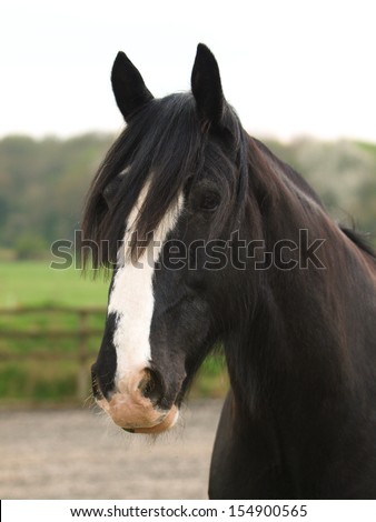 A head shot of a black shire horse with a white blaze.