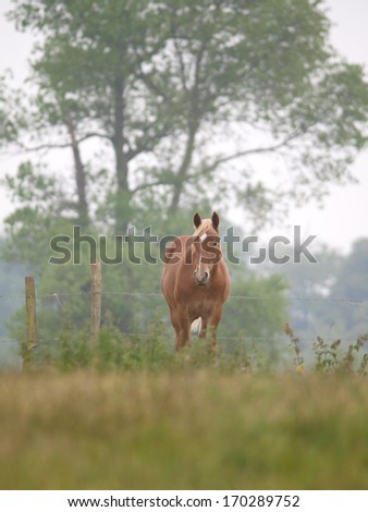 A single chestnut horse stands alone in a grass filled paddock.