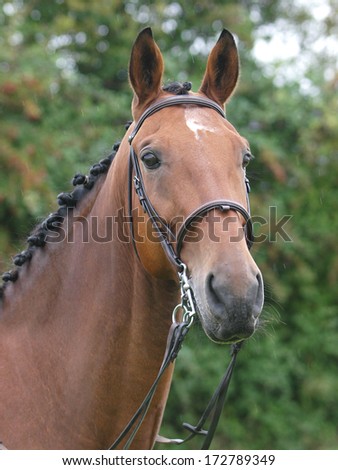 A head shot of a bay horse with a white star.