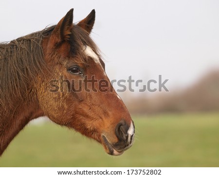 A head shot of a muddy and un-groomed horse.