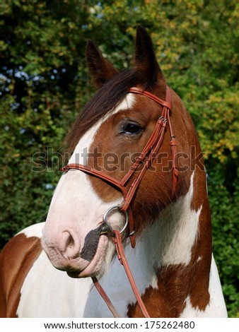 A head shot of a skewbald horse in a snaffle bridle.