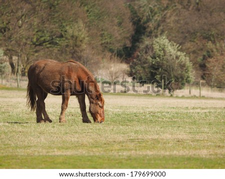 A muddy horse grazes in a paddock.