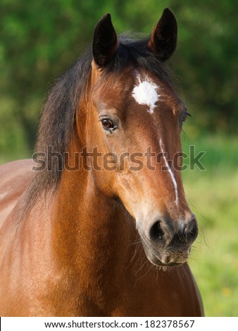 A head shot of a pretty bay horse in a paddock.