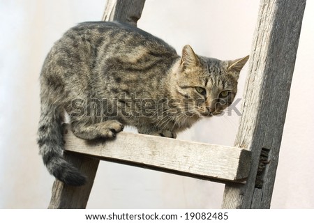 Lazy cat hanging on a ladder