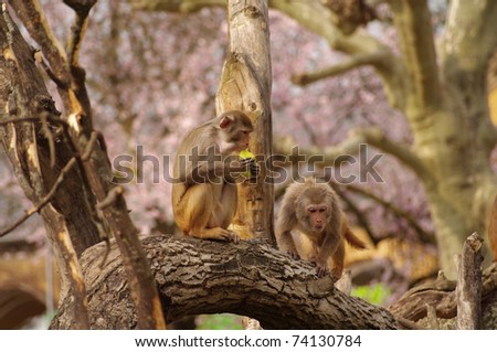 Rhesus monkeys are defending their food, Heidelberg Zoo, Germany