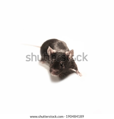 Black lab mouse isolated on white background