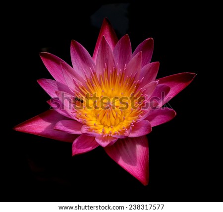 Single lotus flower isolated on black  background
