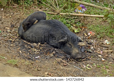 Sow and piglet in vietnamese village