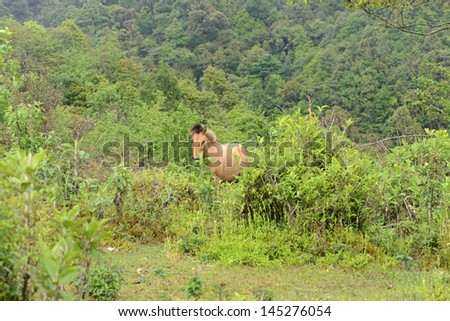 Horse in forests of North Vietnam