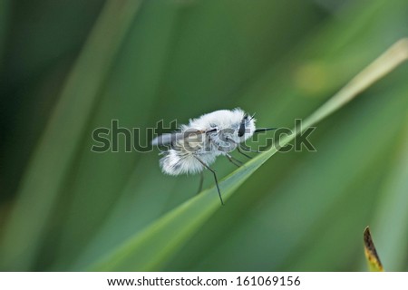 White bee fly on grass
