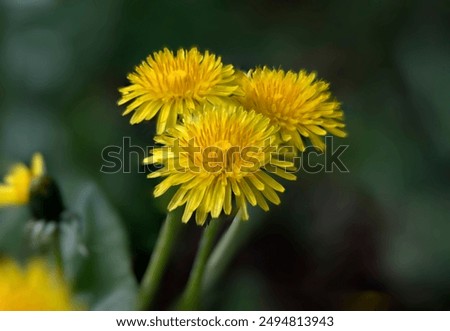 Similar – Image, Stock Photo Dandelion close up macro