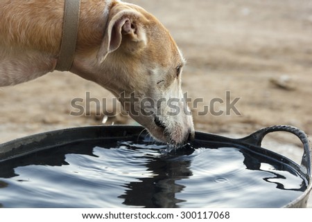 Racing dogs drinking. Greyhounds drinking after training. Greyhound Spanish.