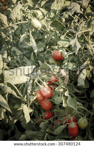 Tomato. Tomato plant. Tomatoes on the ground before being harvested. Tomato harvest.