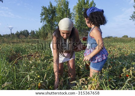 Small and teenage girl picking tomatoes. Collecting tomato. Field tomatoes. City girls enjoying agriculture.