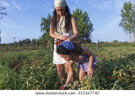 Small and teenage girl picking tomatoes. Collecting tomato. Field tomatoes. City girls enjoying agriculture.