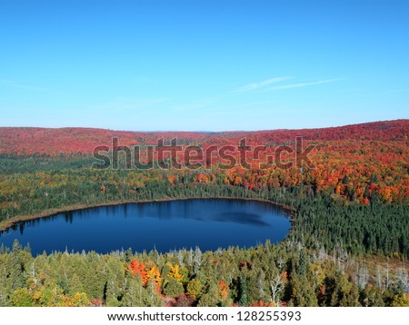 Maple forest at fall season on the Lake Superior north shore in Minnesota