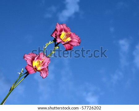 Background with flower and sky at dusk