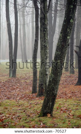 A thick fog surrounds a treed area