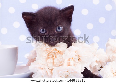 cute black kitten with blue background and rose