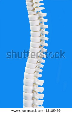 Human Backbone Model In Detail On Blue Background Stock Photo 13185499 ...