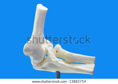 Anatomy model from human elbow on blue background