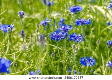 Similar – Image, Stock Photo Blue Cornflower with a green background