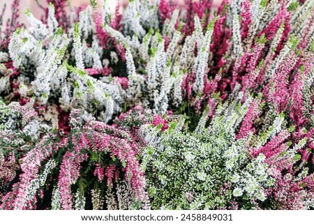 Similar – Image, Stock Photo Flowering heather as background