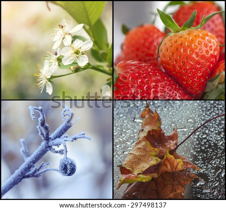 four seasons,  set of closeup photo