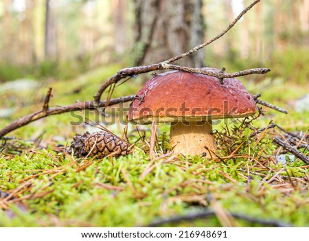 boletus on the background of green moss and twigs