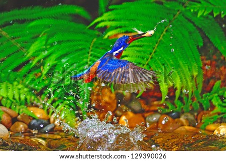 Catch jumping fish, male Blue-eared Kingfisher (Alcedo meninting)