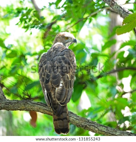 Changeable Hawk Eagle (Nisaetus limnaeetus), back profile, standing on a branch