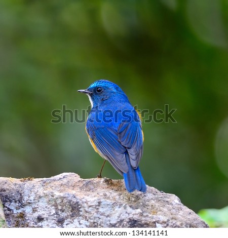 Colorful blue bird, male Himalayan Bluetail (Tarsiger rufilatus), back profile, standing on the rock, taken in Thailand
