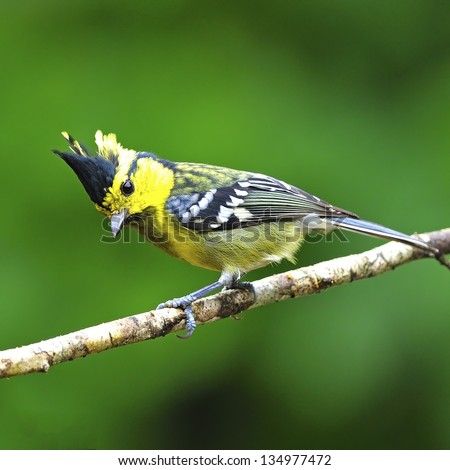 Colorful yellow bird, Yellow-cheeked Tit (Parus spilonotus), pale black-breasted indicated to female, side profile