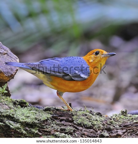 Beautiful orange bird, Orange-headed Thrush (Zoothera citrina), standing on the log, side profile
