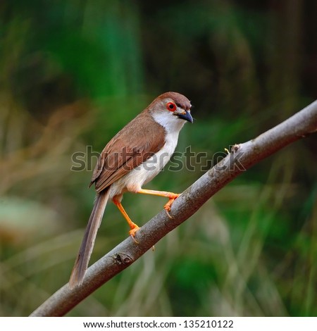 Yellow-eyed Babbler bird (Chrysomma sinense), standing on a branch, side profile