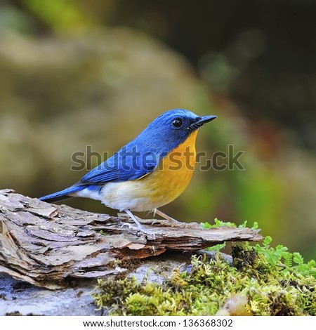 Colorful blue bird, male Hill Blue Flycatcher (Cyornis banyumas), standing on the log