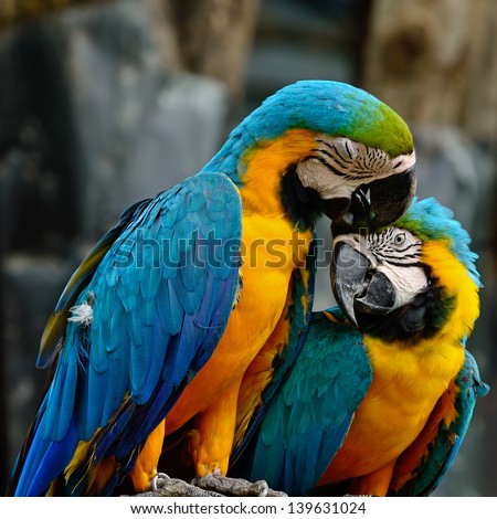 Lover of colorful Blue and Gold Macaw aviary, sitting on the log