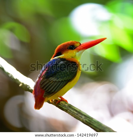 Multicolored Kingfisher bird, Black-backed Kingfisher (Ceyx erithacus), back profile