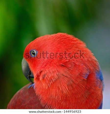 Colorful red parrot, a female Electus parrot (Electus roratus), face profile