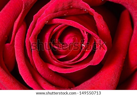 Beautiful closeup red rose background