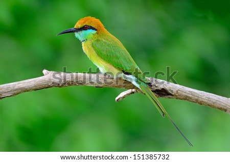 Beautiful Little Green Bee-eater bird (Merops orientalis), resting on a perch, side profile