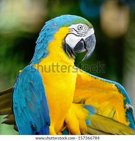 Colorful of Blue and Gold Macaw aviary, portrait profile