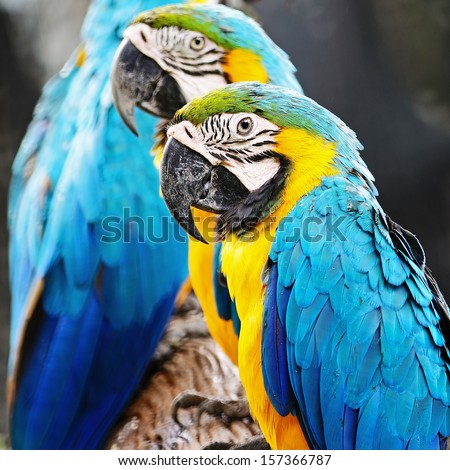 Colorful of Blue and Gold Macaw aviary, side and face profile