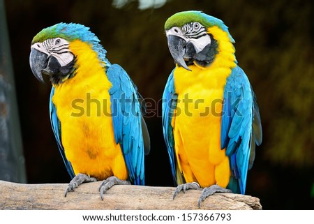 Colorful of Blue and Gold Macaw aviary, sitting on the log