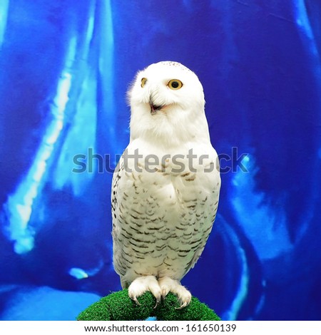 Snowy Owl (Bubo scandiacus), face profile