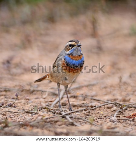Beautiful blue bird, male Bluethroat (Luscinia svecica), standing on the ground, breast profile